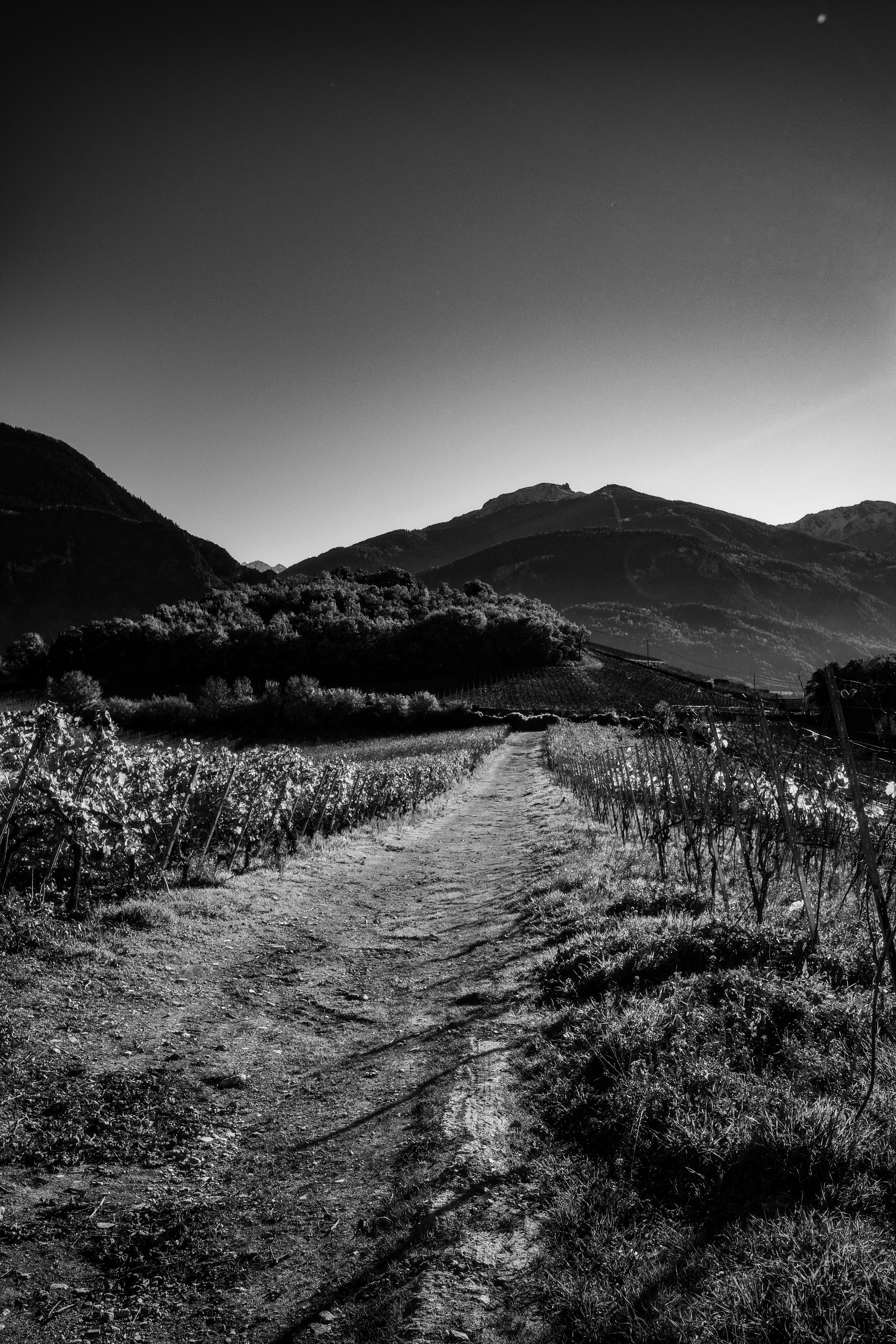 Black and white vineyard path leading toward mountains