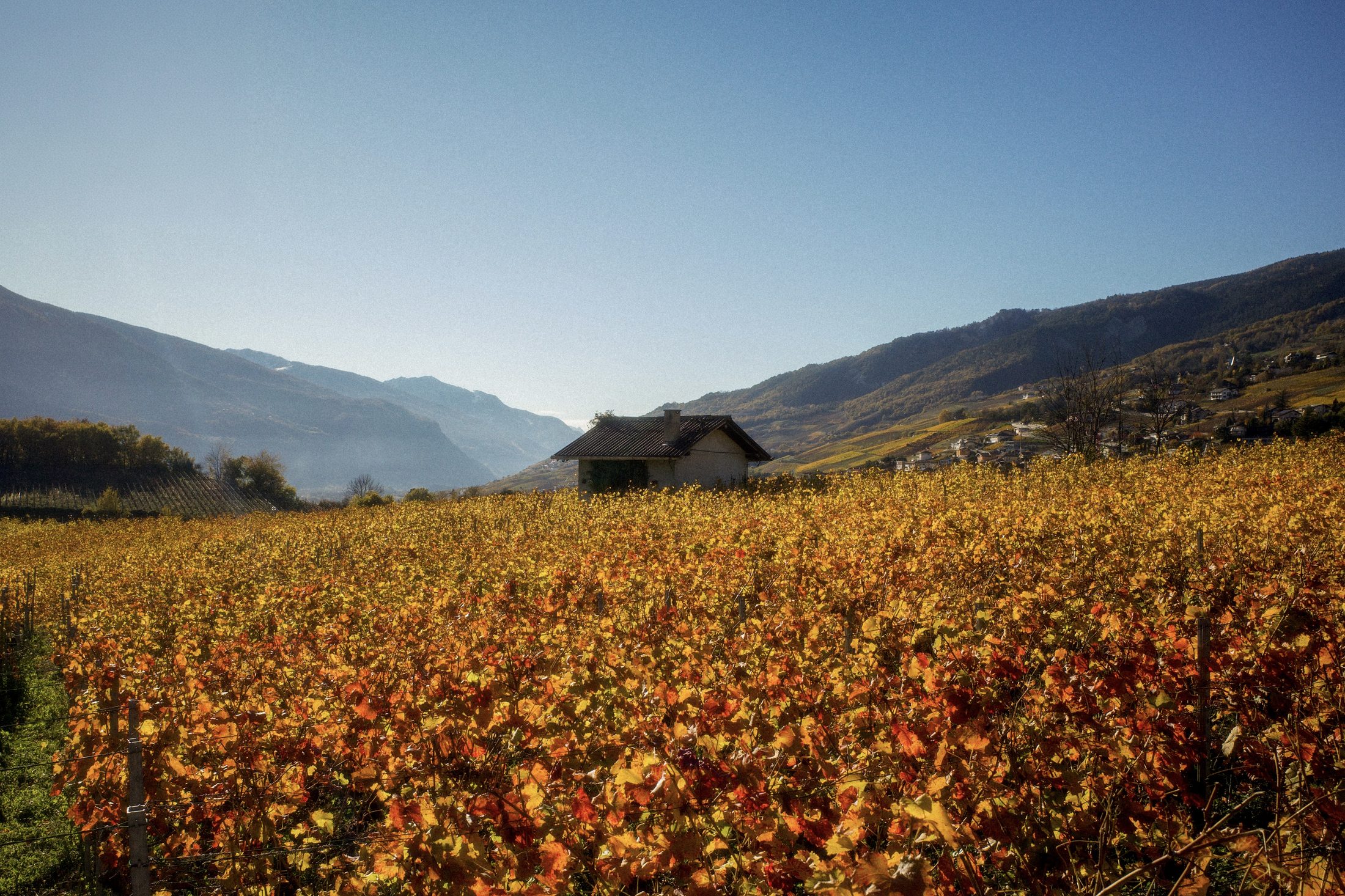 Farmhouse in a golden autumn vineyard, mountains in the distance